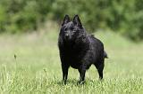 SCHIPPERKE 318